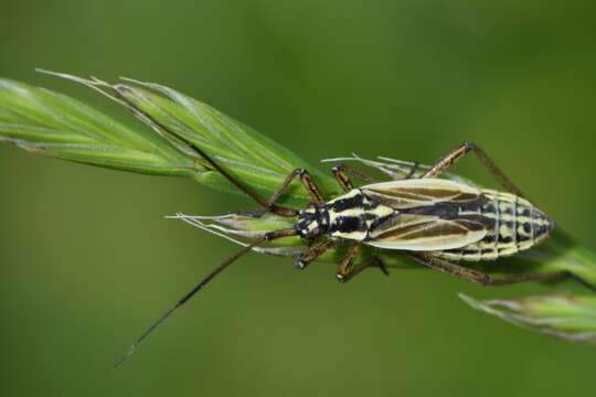 Слика од Leptopterna dolabrata (Linnaeus 1758)