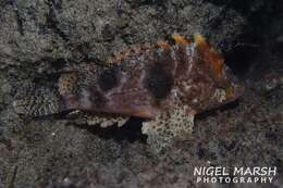 Image of Blackspot waspfish