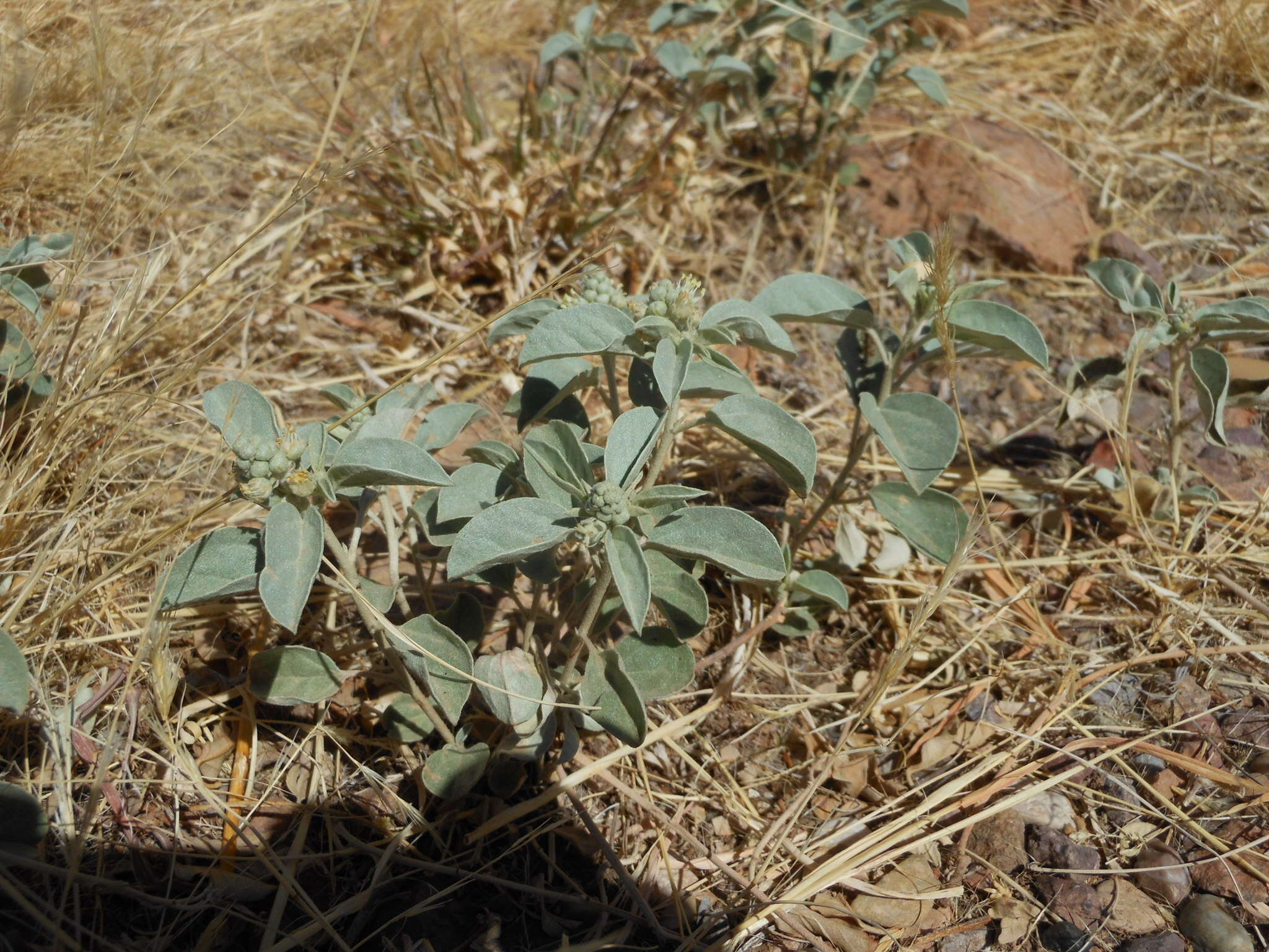 Слика од Croton pottsii var. pottsii