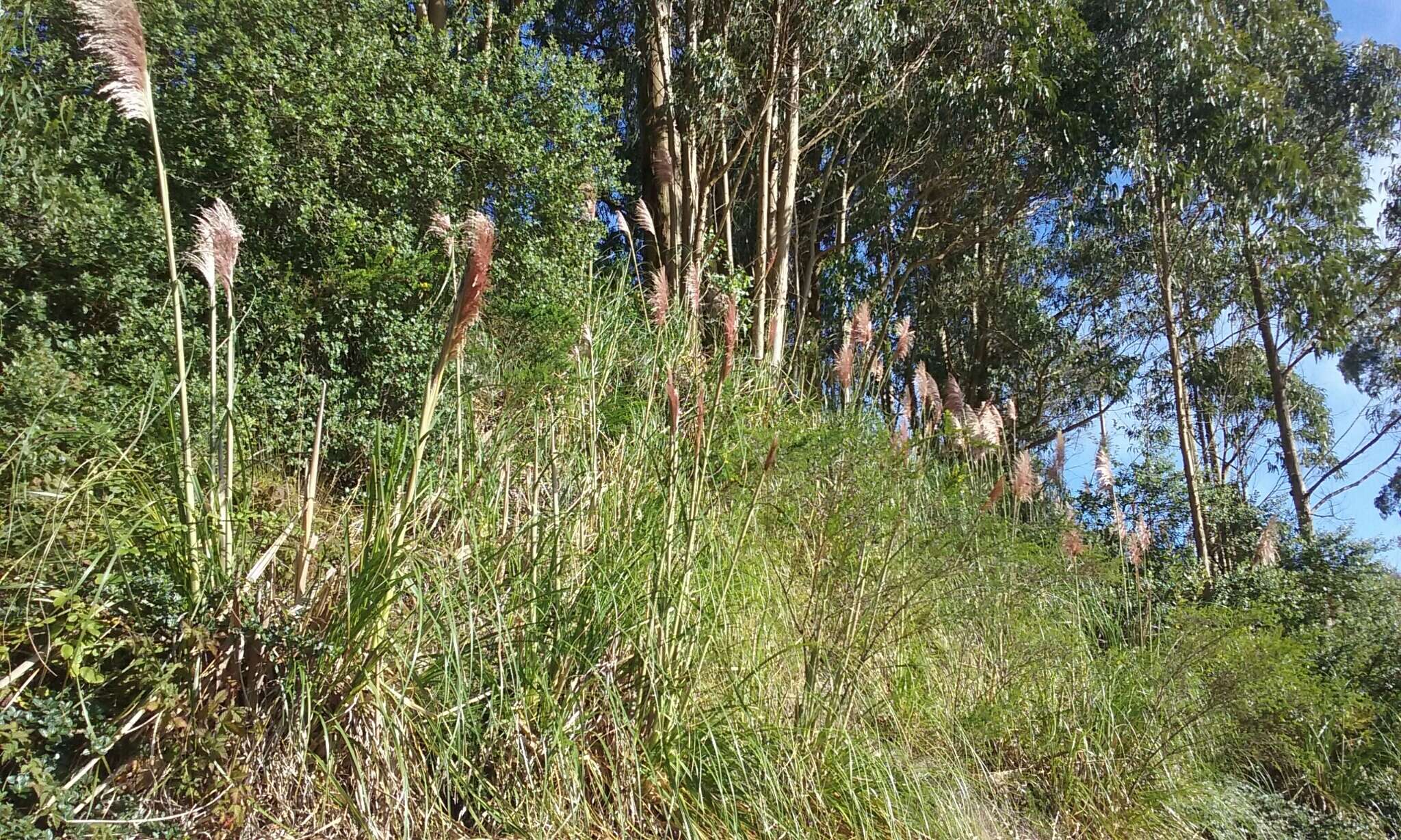 Cortaderia jubata (Lemoine) Stapf的圖片