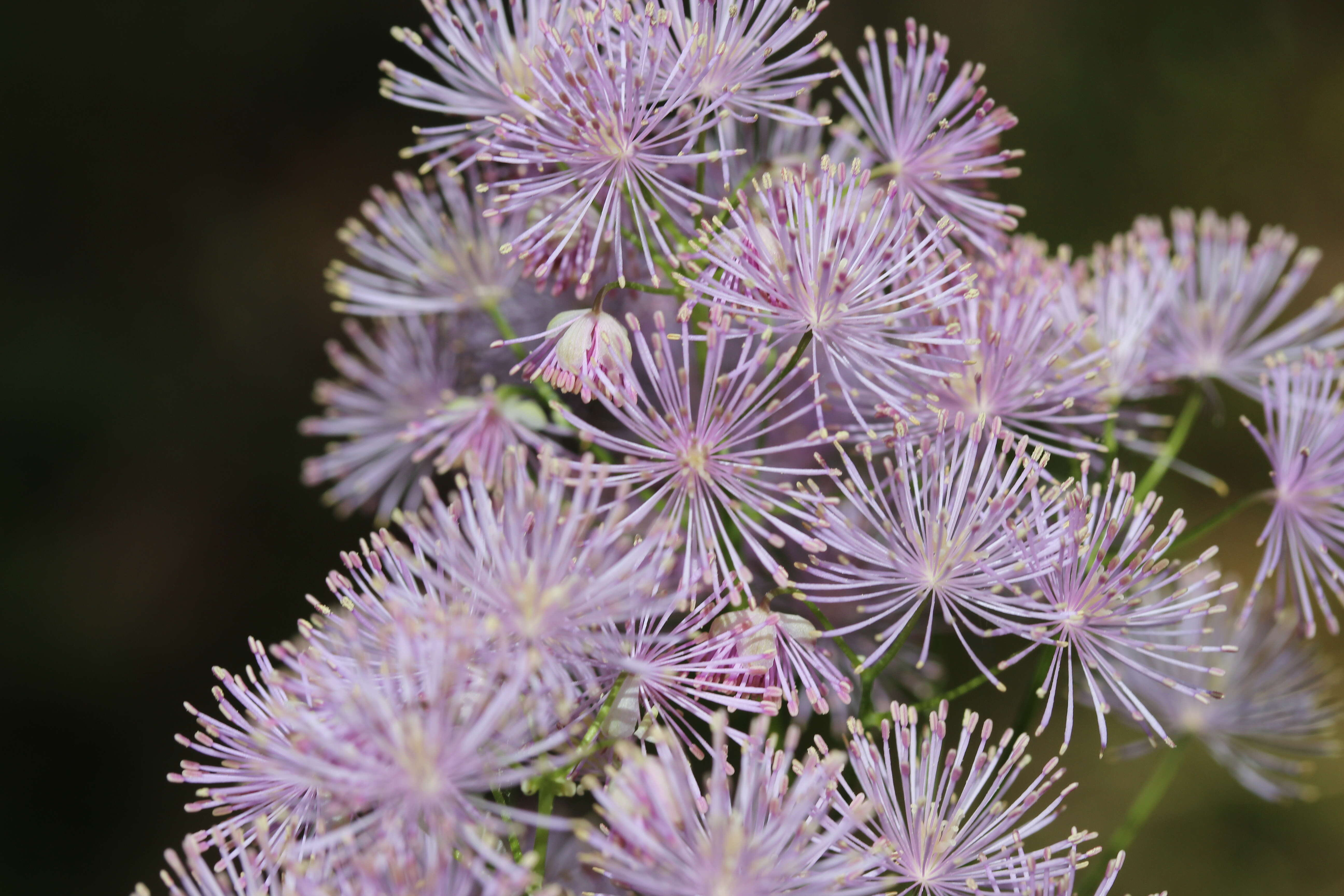 Image of Thalictrum aquilegiifolium