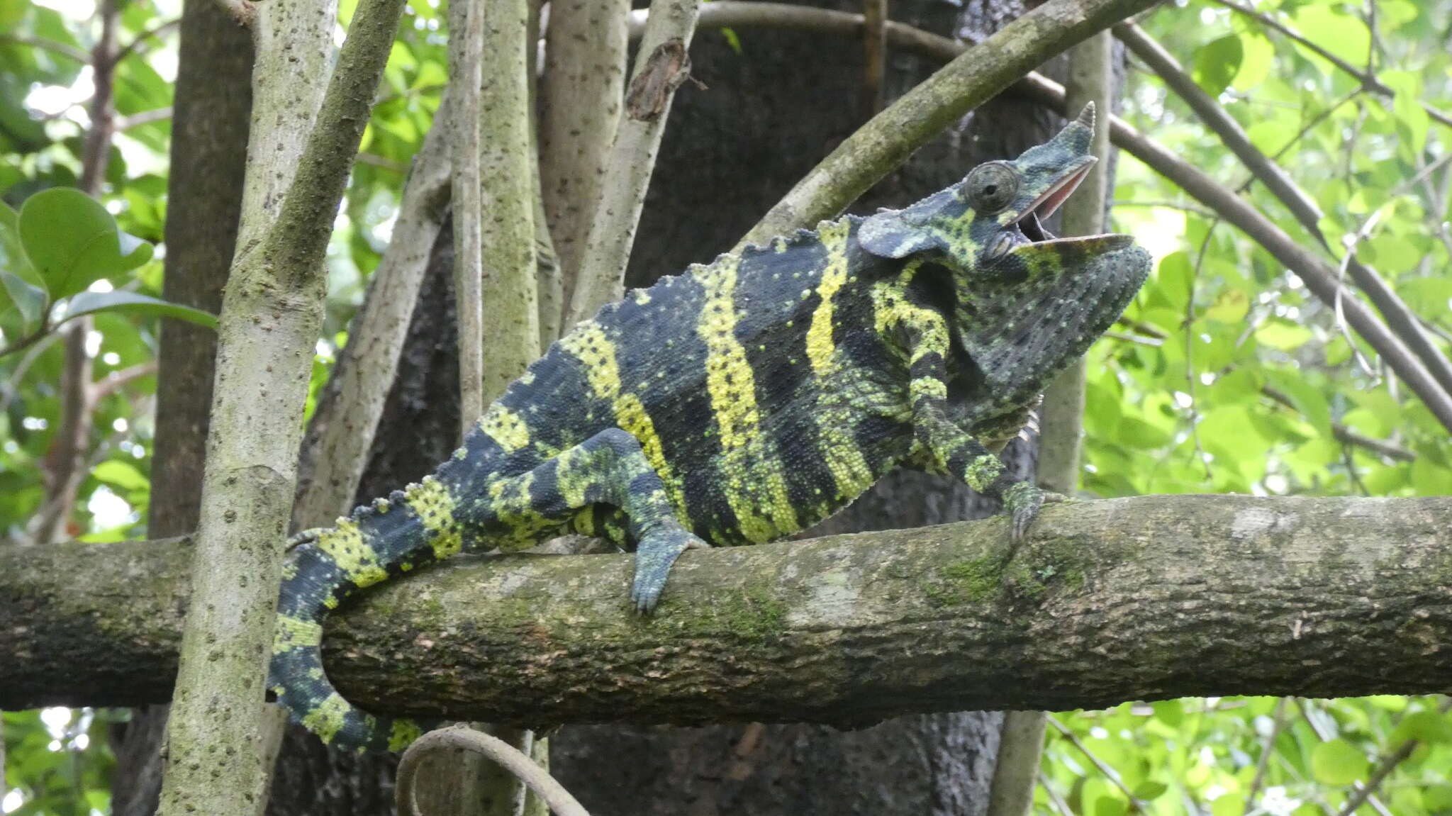 Image of Giant One-Horned Chameleon