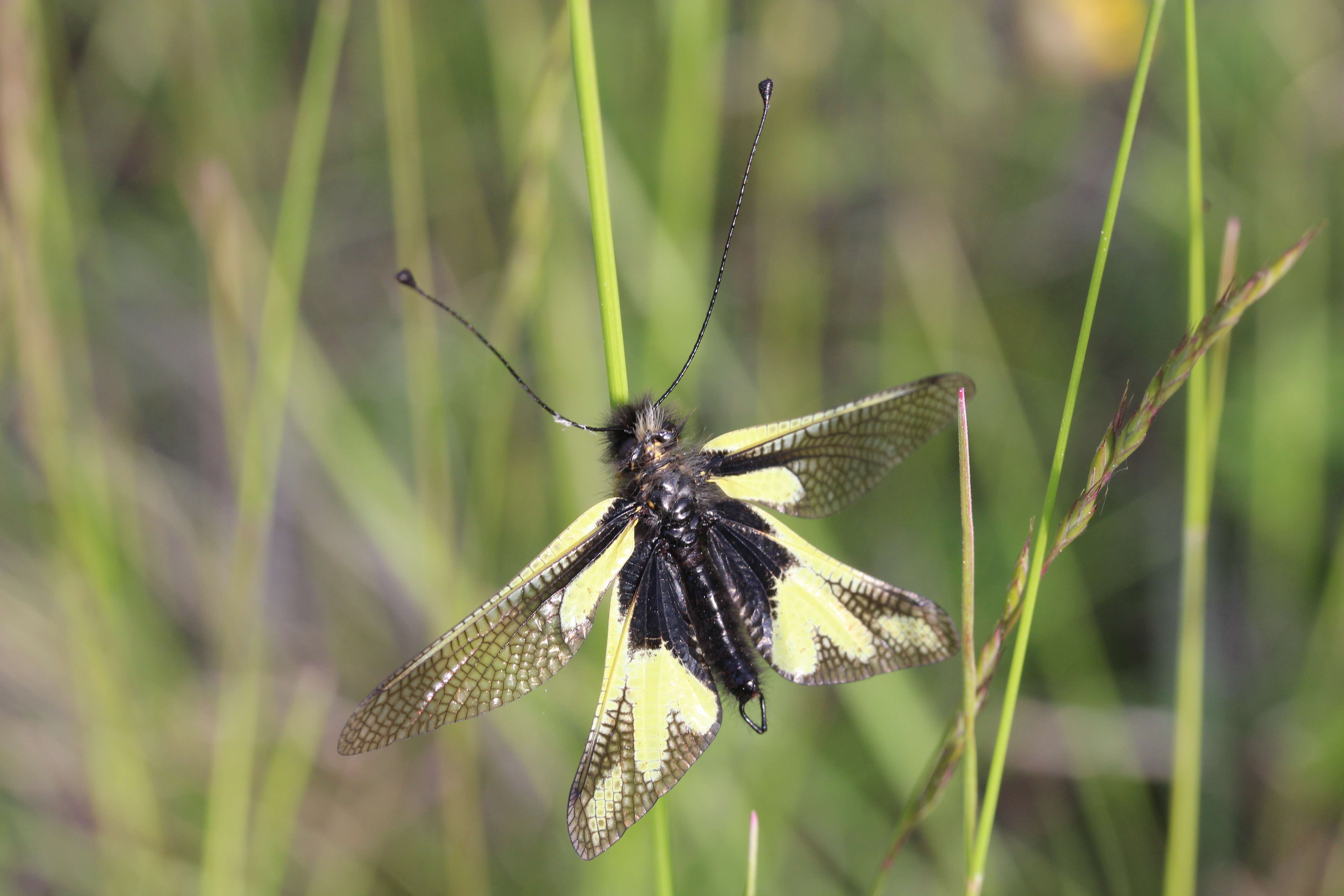 Image of Owly sulphur