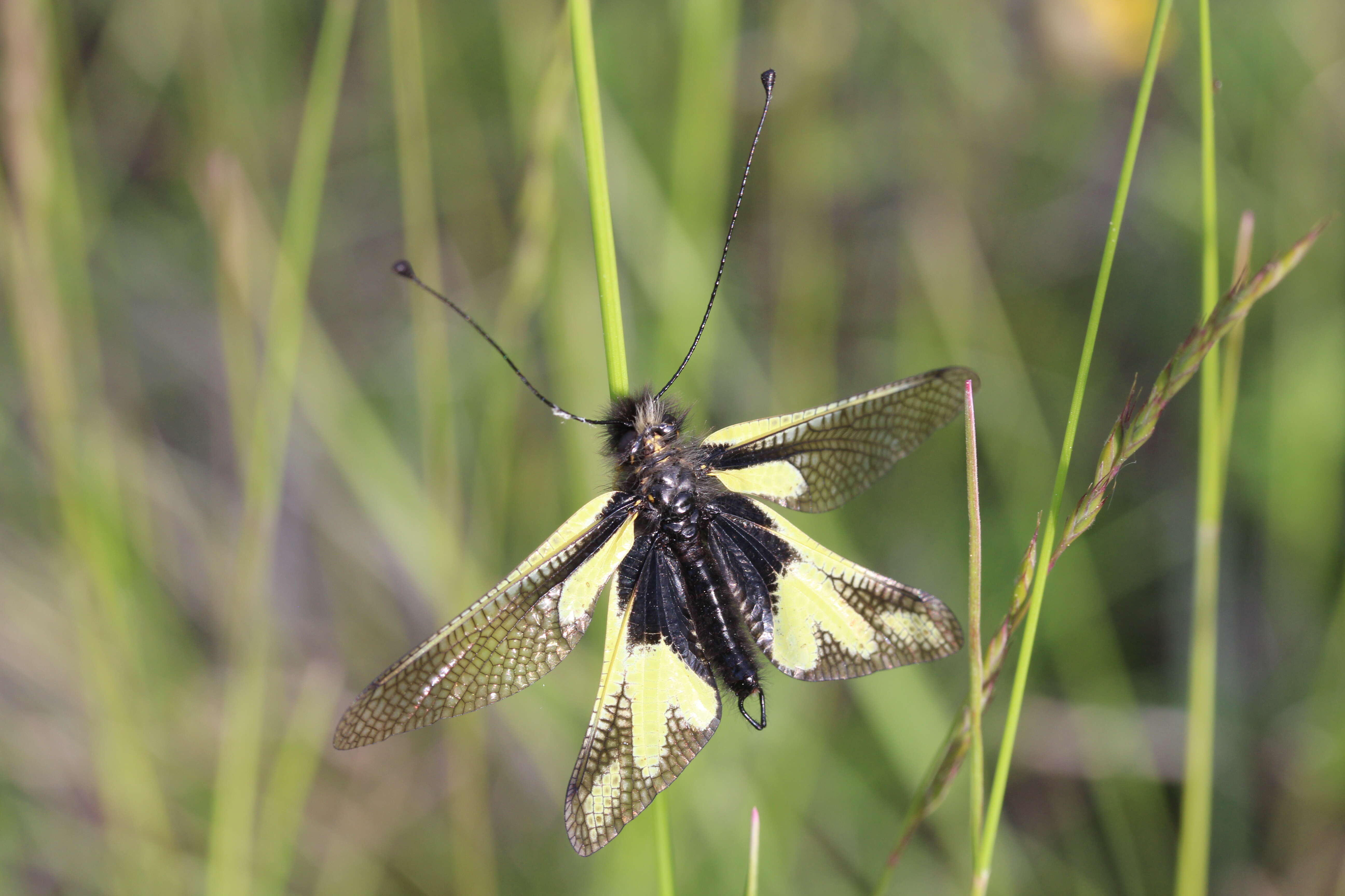 Image of Owly sulphur