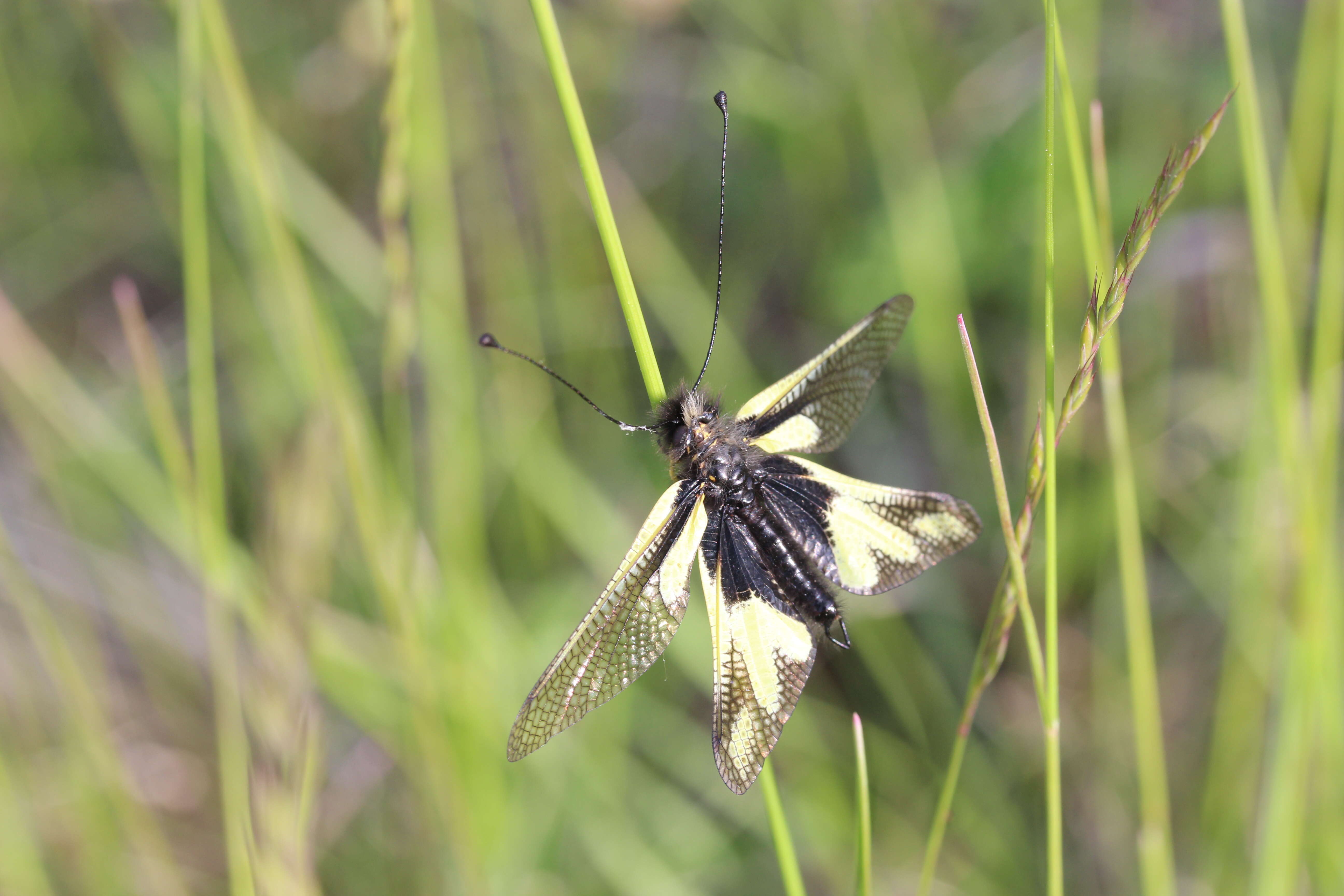 Image of Owly sulphur