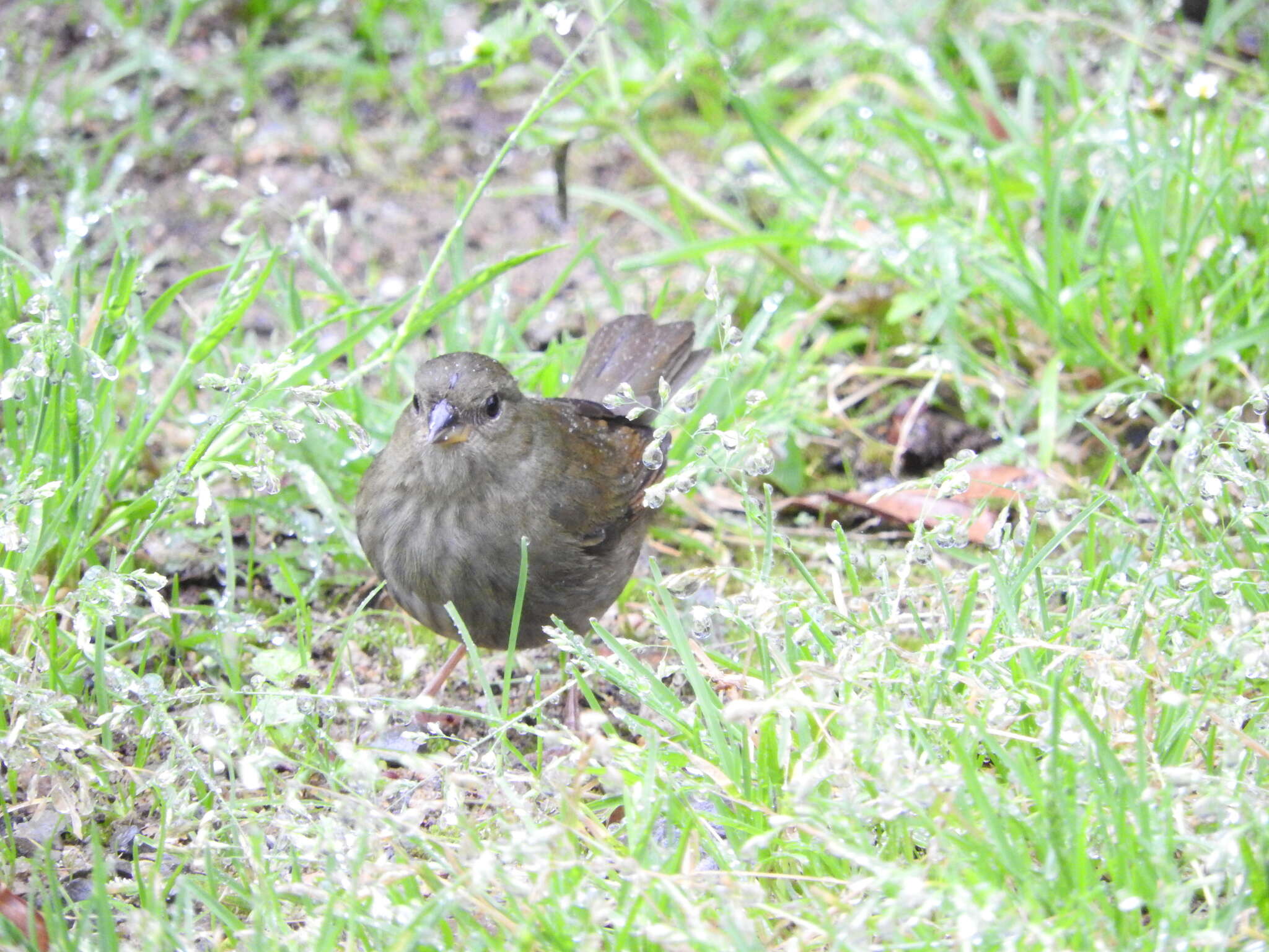 Image of Uniform Finch