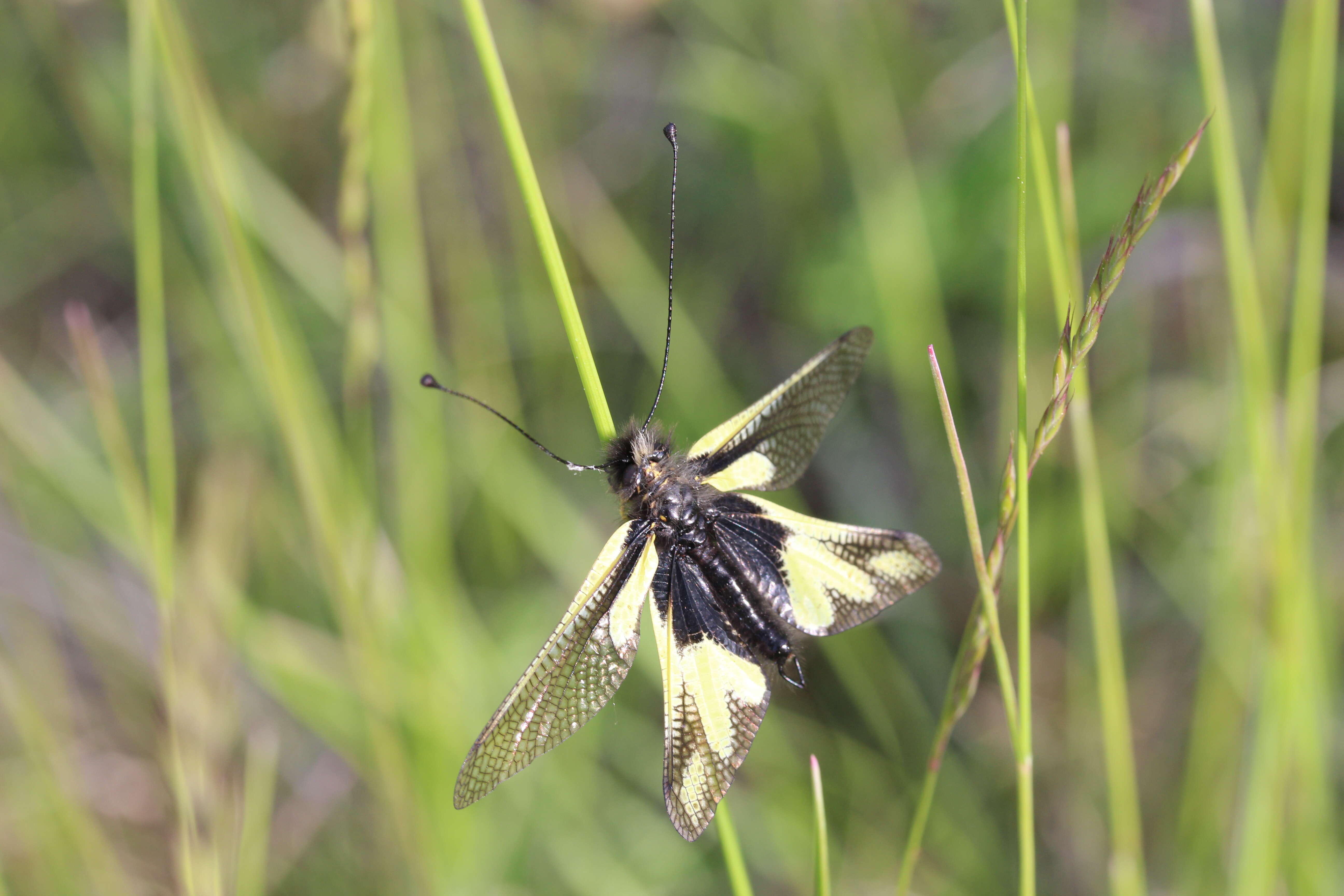 Image of Owly sulphur