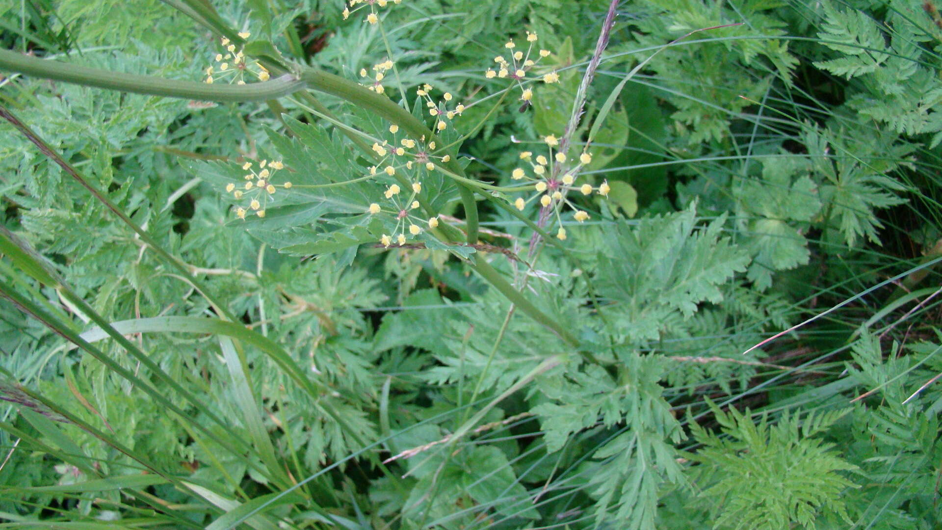 Image of Eleutherospermum cicutarium (M. Bieb.) Boiss.