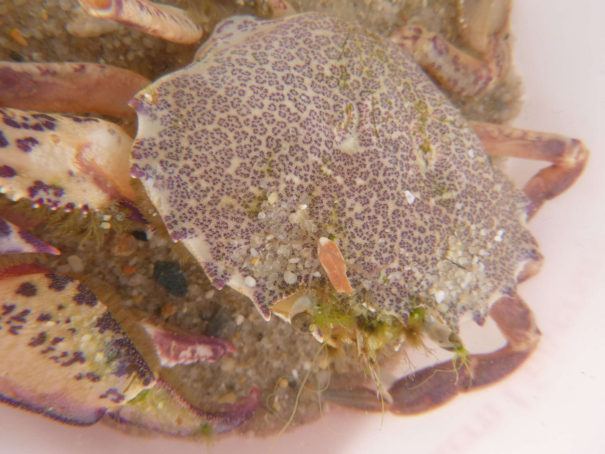 Image of Lady Crab