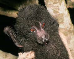 Image of Cusp-toothed Flying Fox