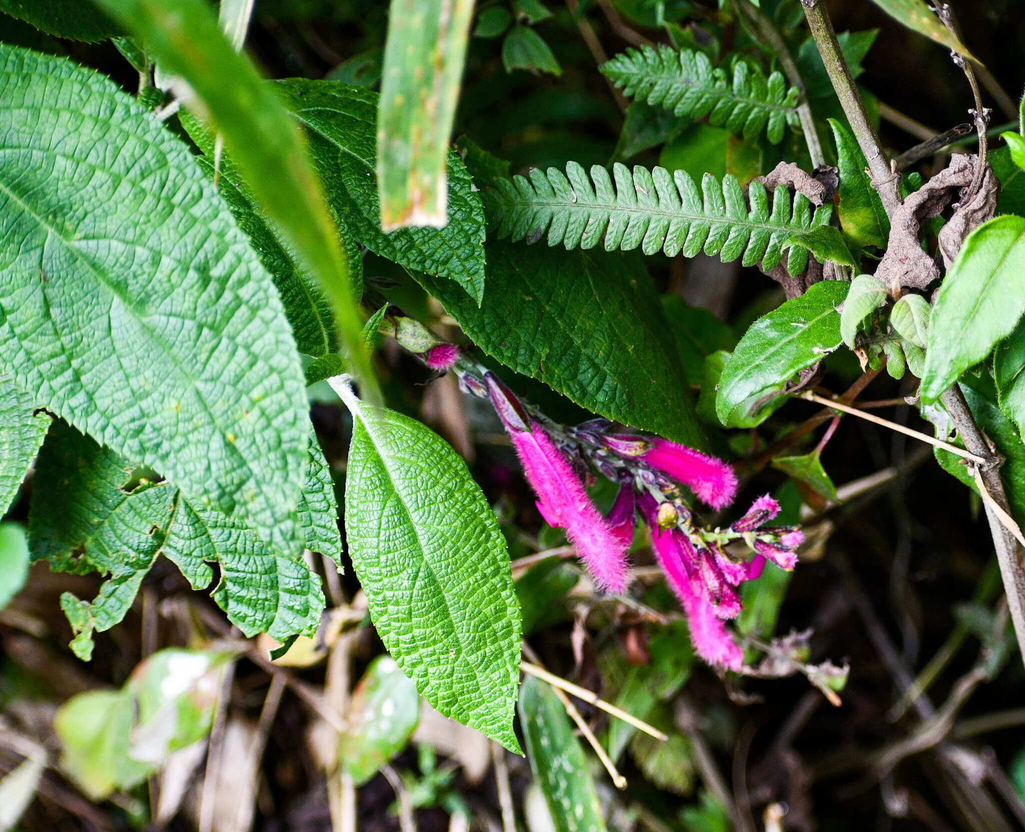 Image of Salvia tortuosa Kunth