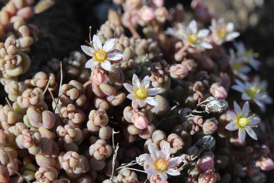 Image of thick-leaf stonecrop