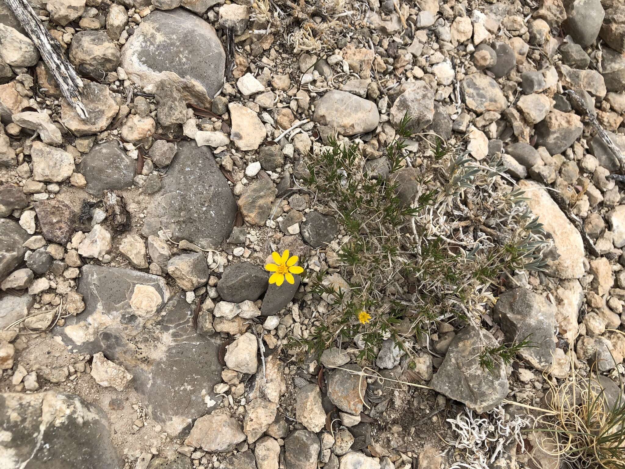 Image of pricklyleaf dogweed