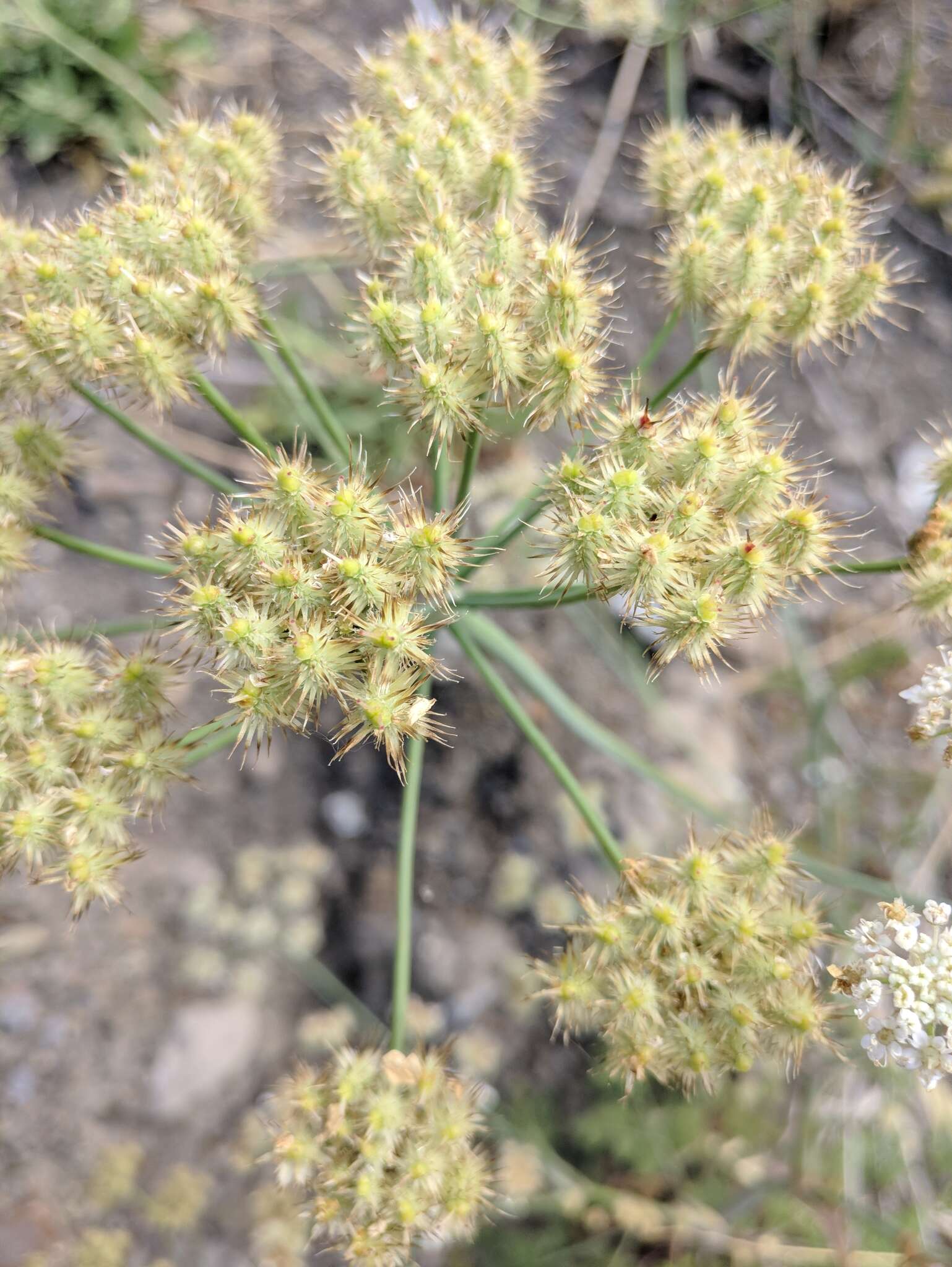 Imagem de Astrodaucus littoralis (Bieb.) Drude