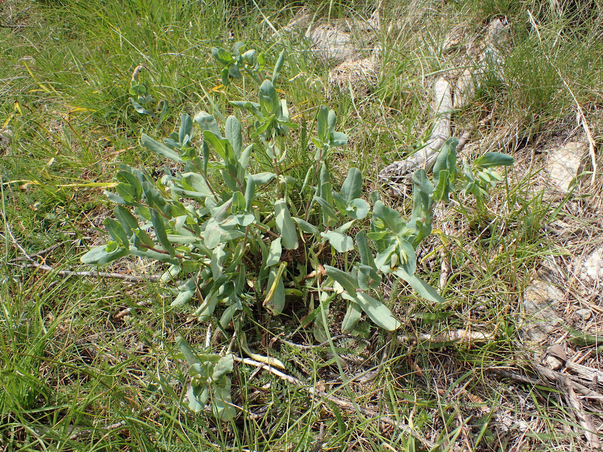 Image of Cerinthe minor subsp. auriculata (Ten.) Domac