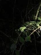 Image of Usambara Three-Horned Chameleon