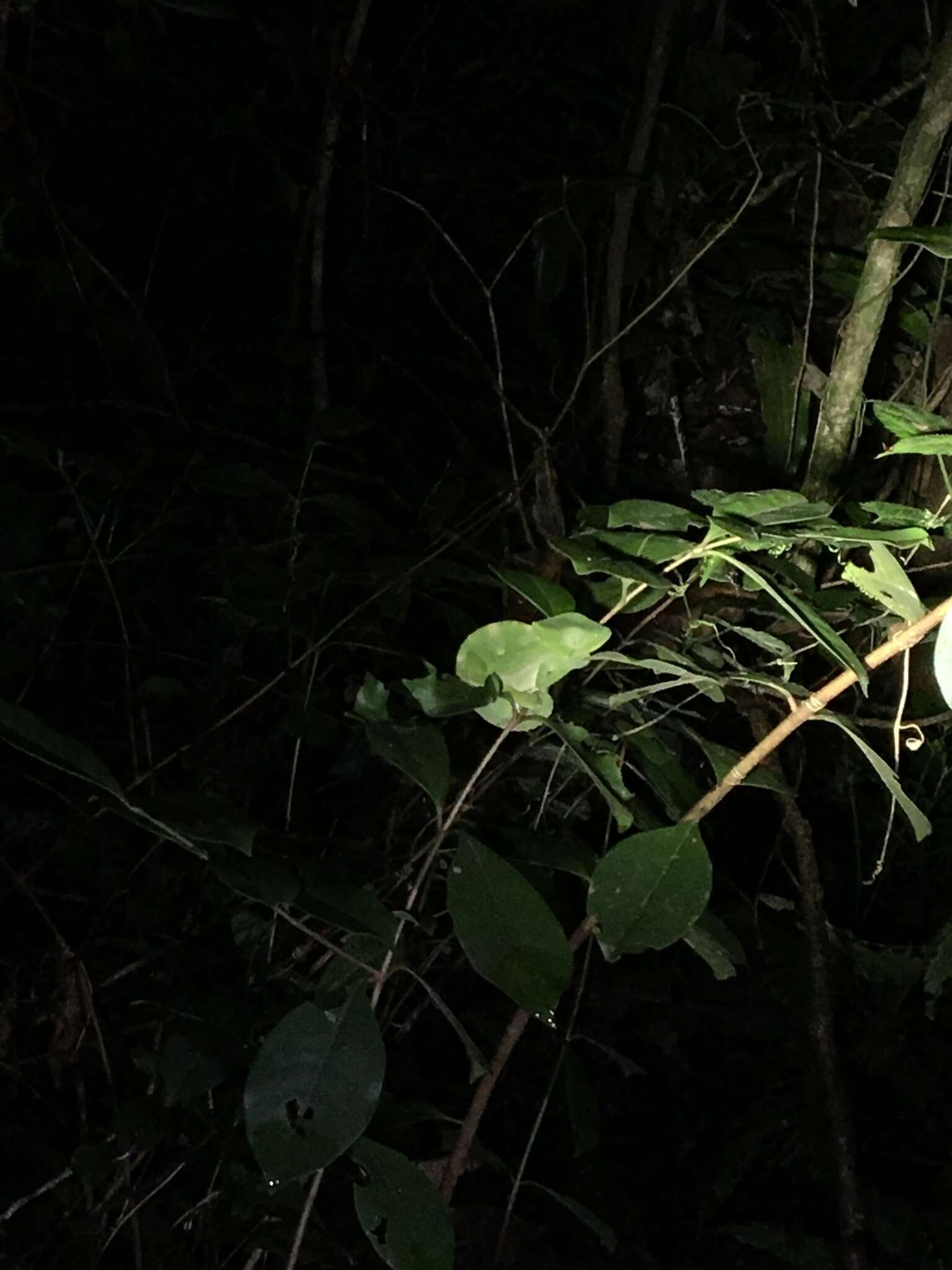 Image of Usambara Three-Horned Chameleon