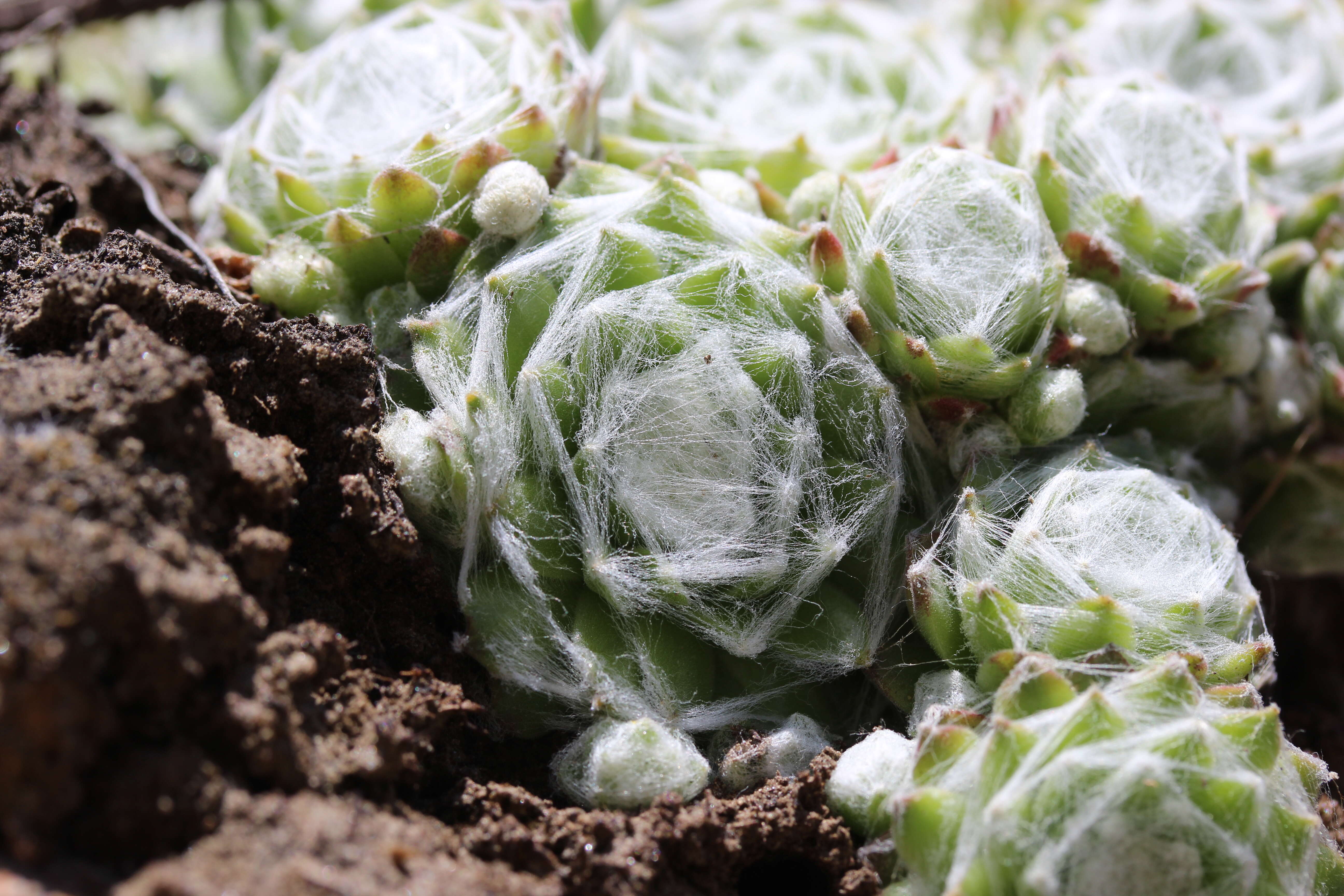 Image of Cobweb Houseleek