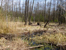 Image of European alder