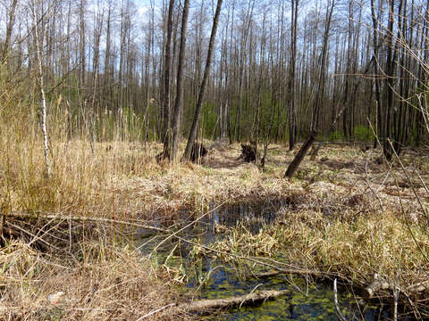 Image of European alder