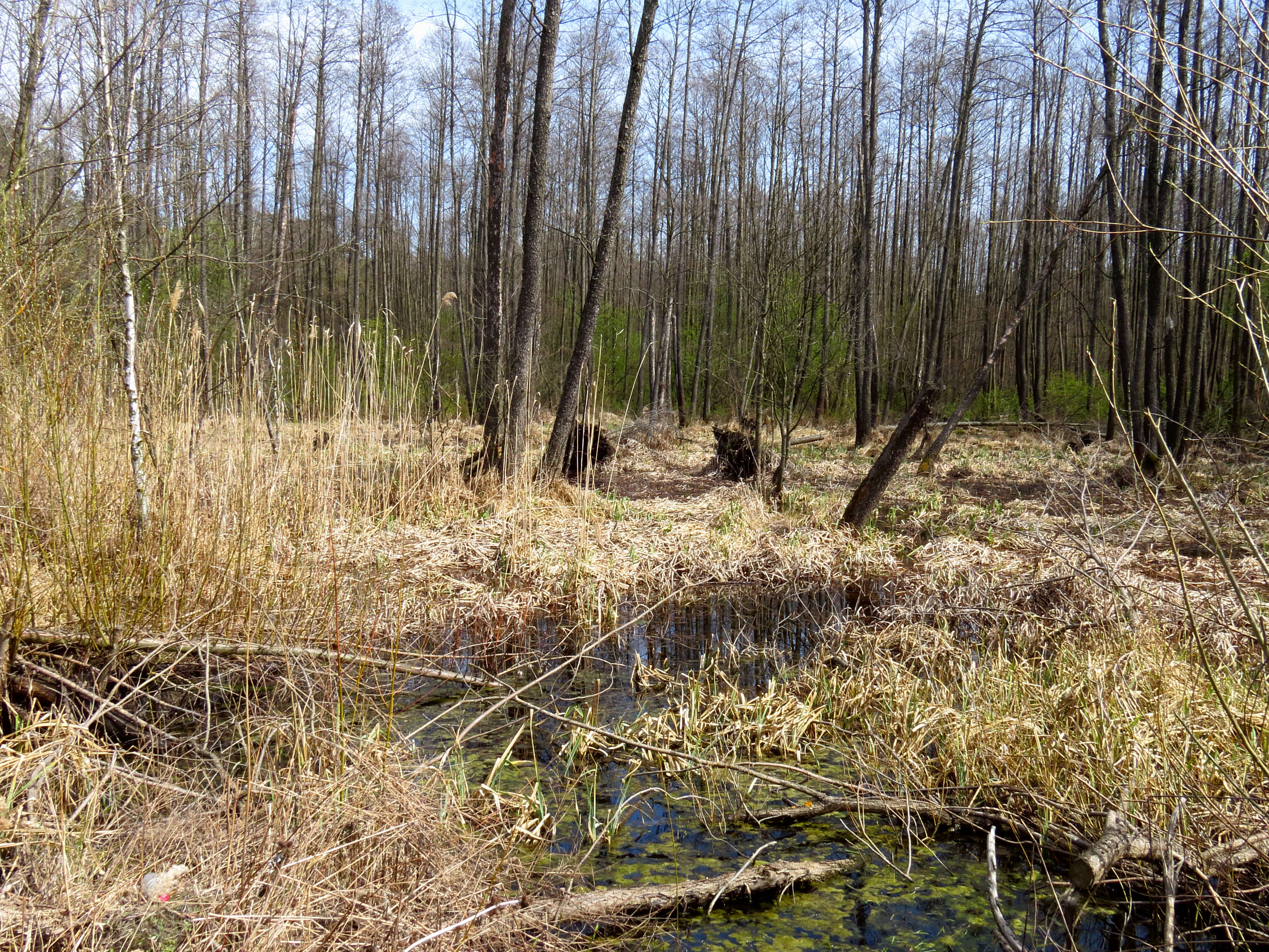 Image of European alder