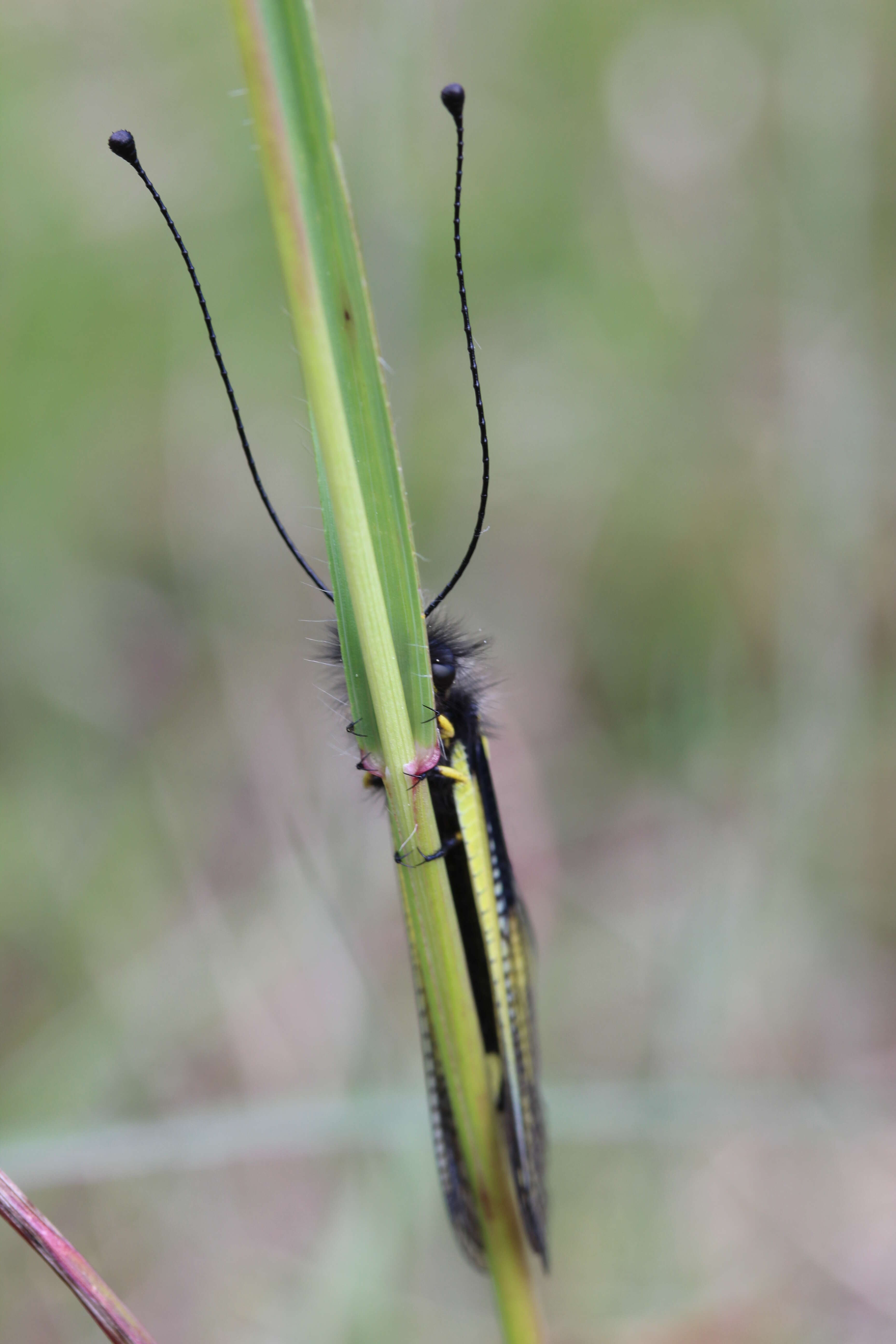 Image of Owly sulphur