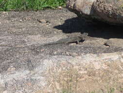 Image of Crevice Spiny Lizard