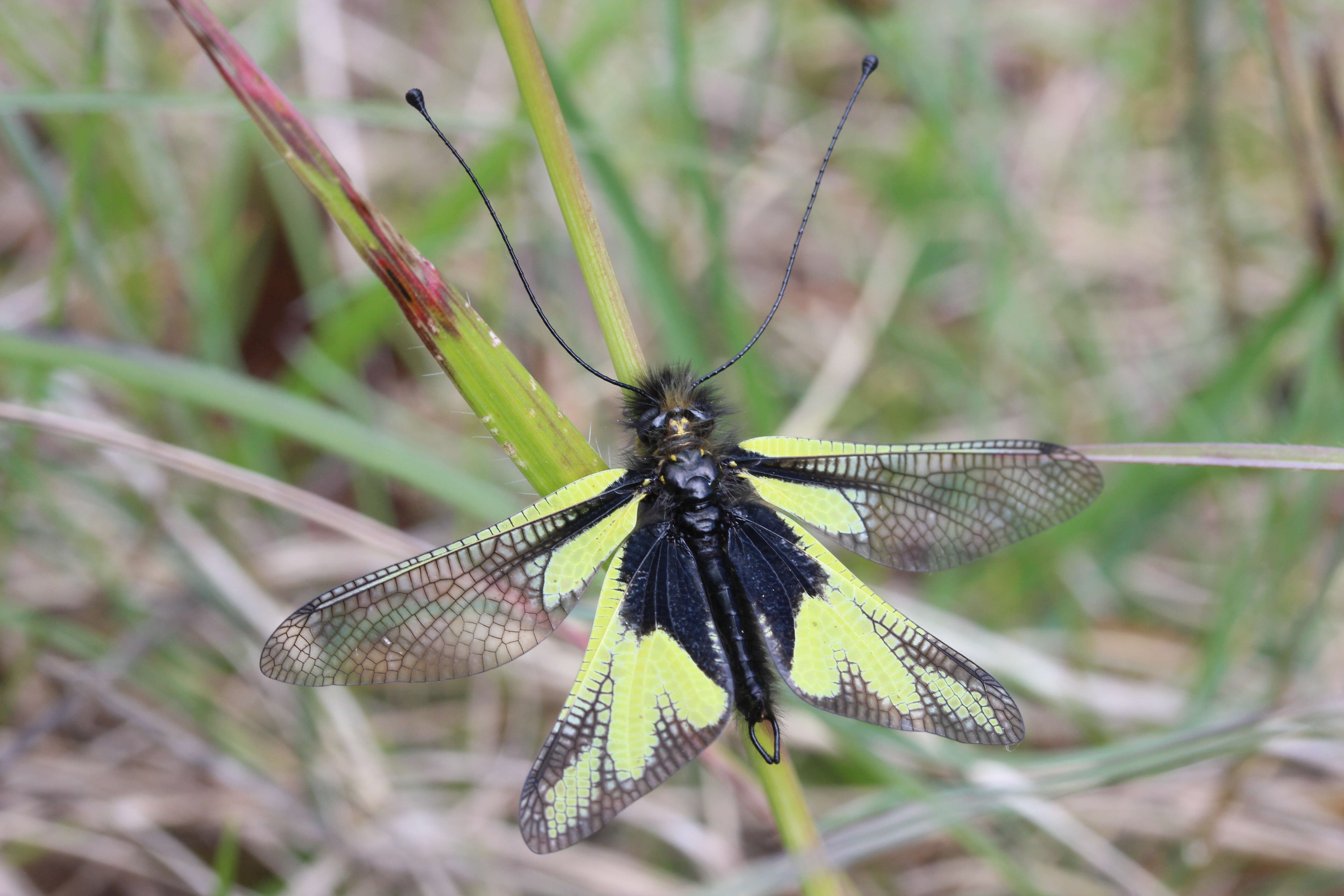 Image of Owly sulphur