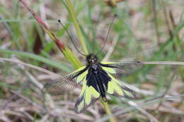 Image of Owly sulphur