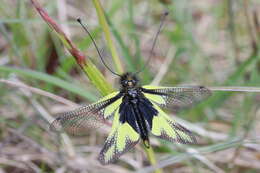 Image of Owly sulphur