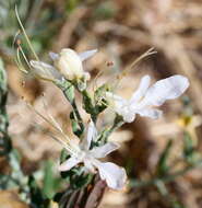 Image of Teucrium racemosum R. Br.