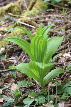 Image of European white hellebore