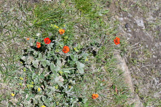 Image of Potentilla argyrophylla Wall.