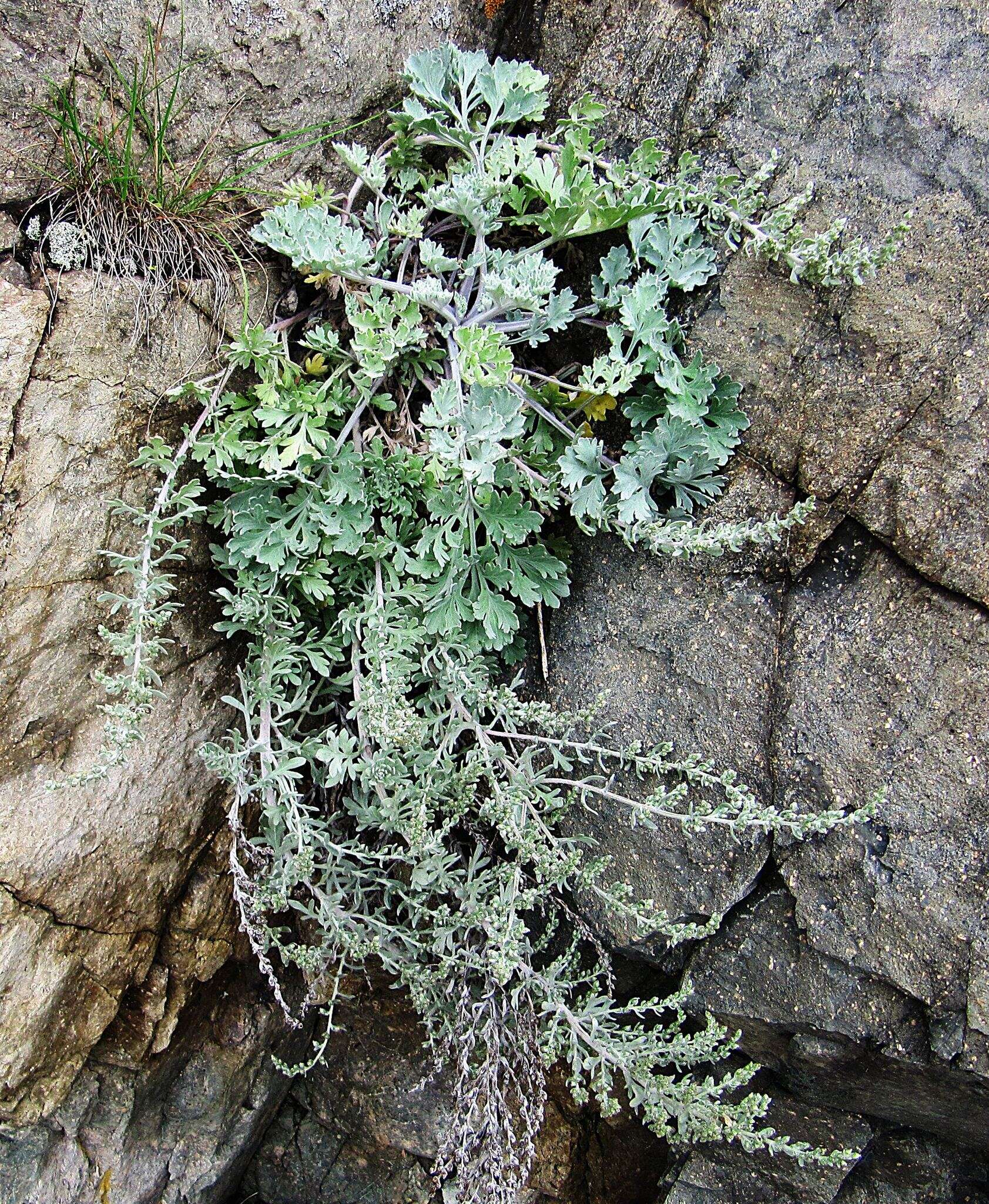 Image of Artemisia pannosa Krasch.