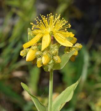 Imagem de Hypericum perfoliatum L.