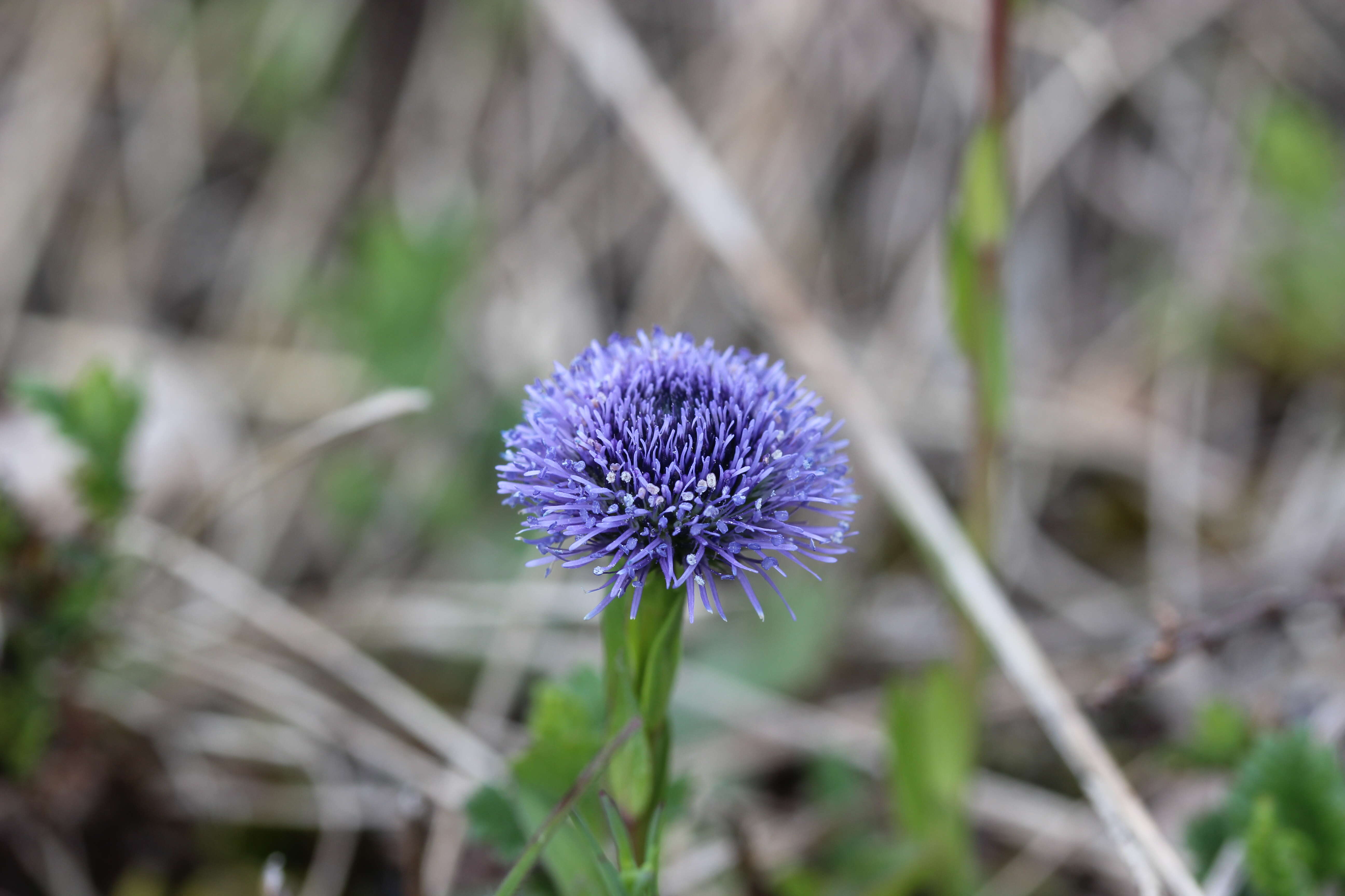 Image of Globularia bisnagarica L.