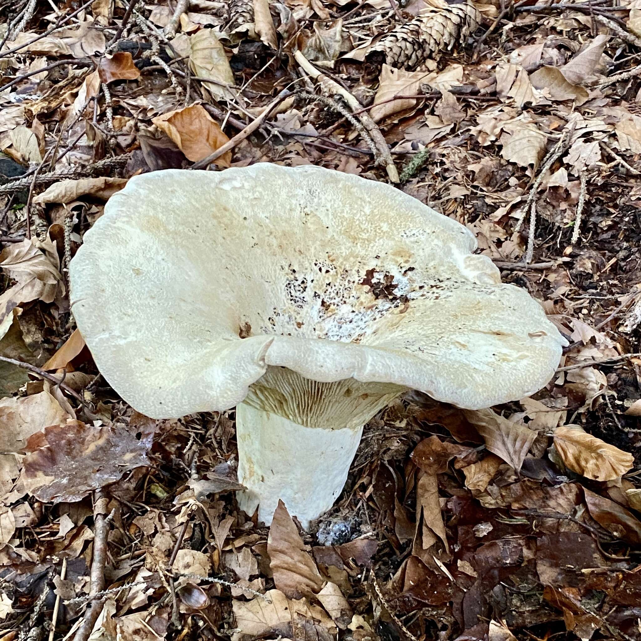 Lactarius vellereus (Fr.) Fr. 1838 resmi