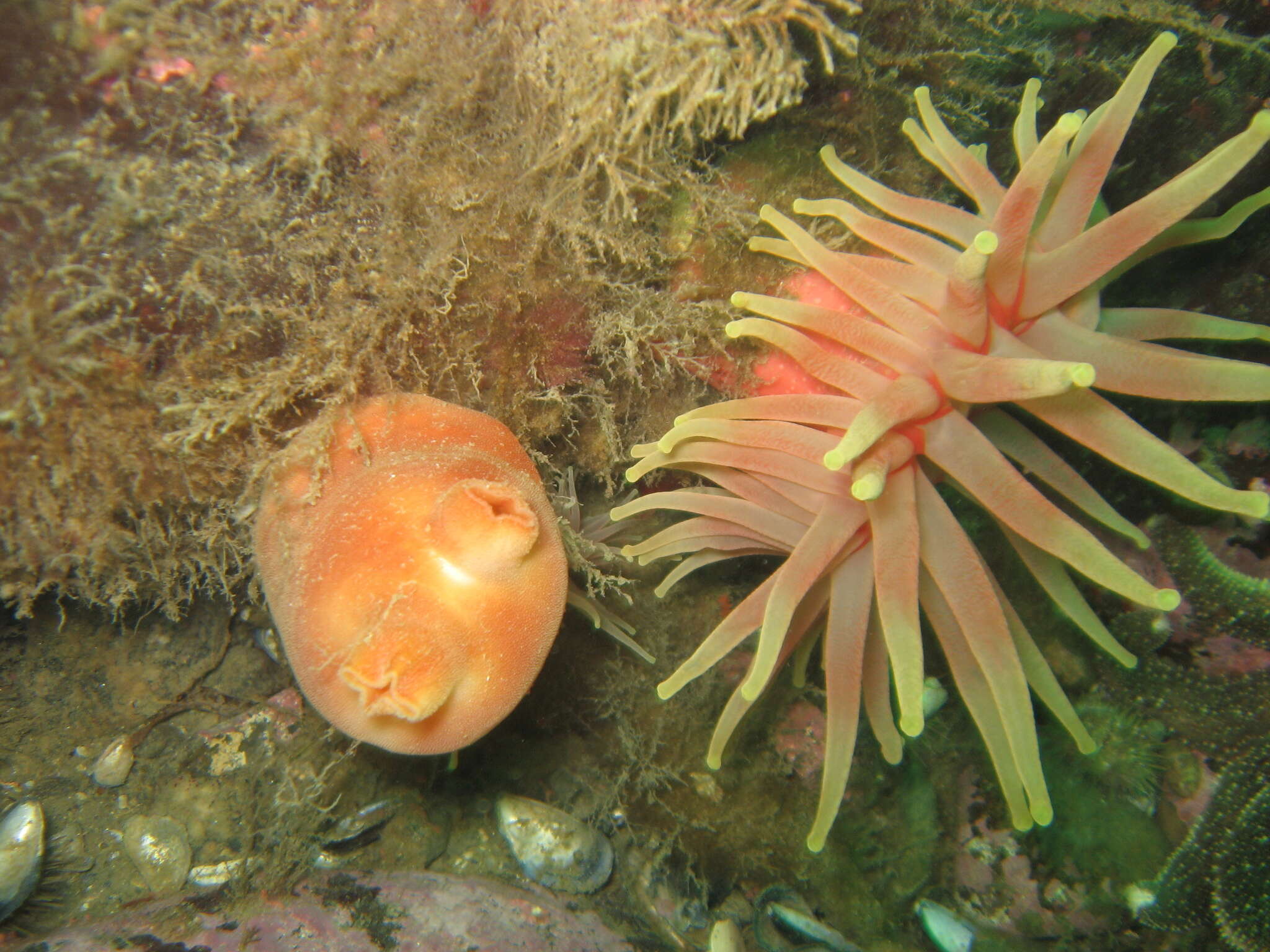 Image of sea peach