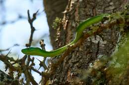 Image of Green mamba