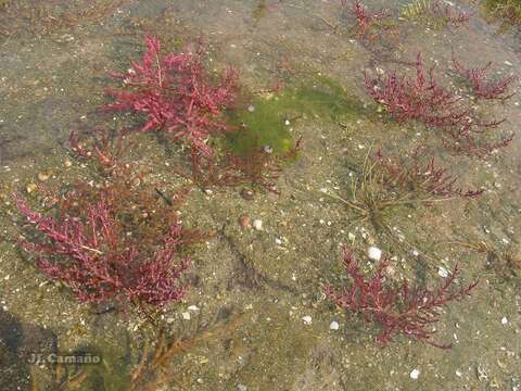 Sivun Salicornia ramosissima J. Woods kuva