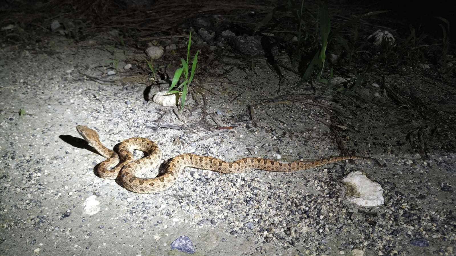 Image of Elegant pitviper