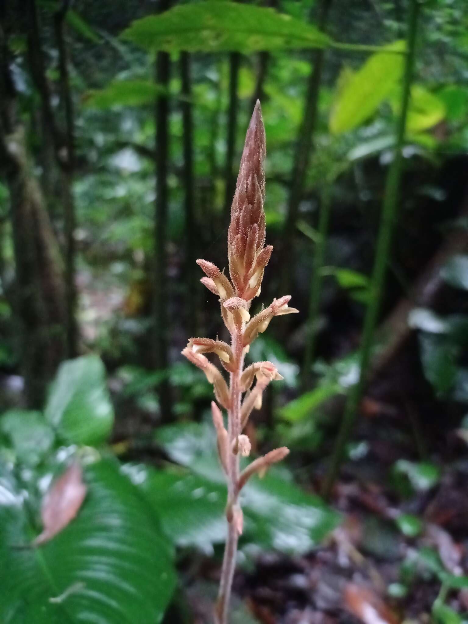 Imagem de Erythrodes latifolia Blume