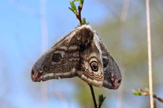 Image of Saturnia subgen. Eudia Jordan 1911