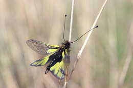 Image of Owly sulphur