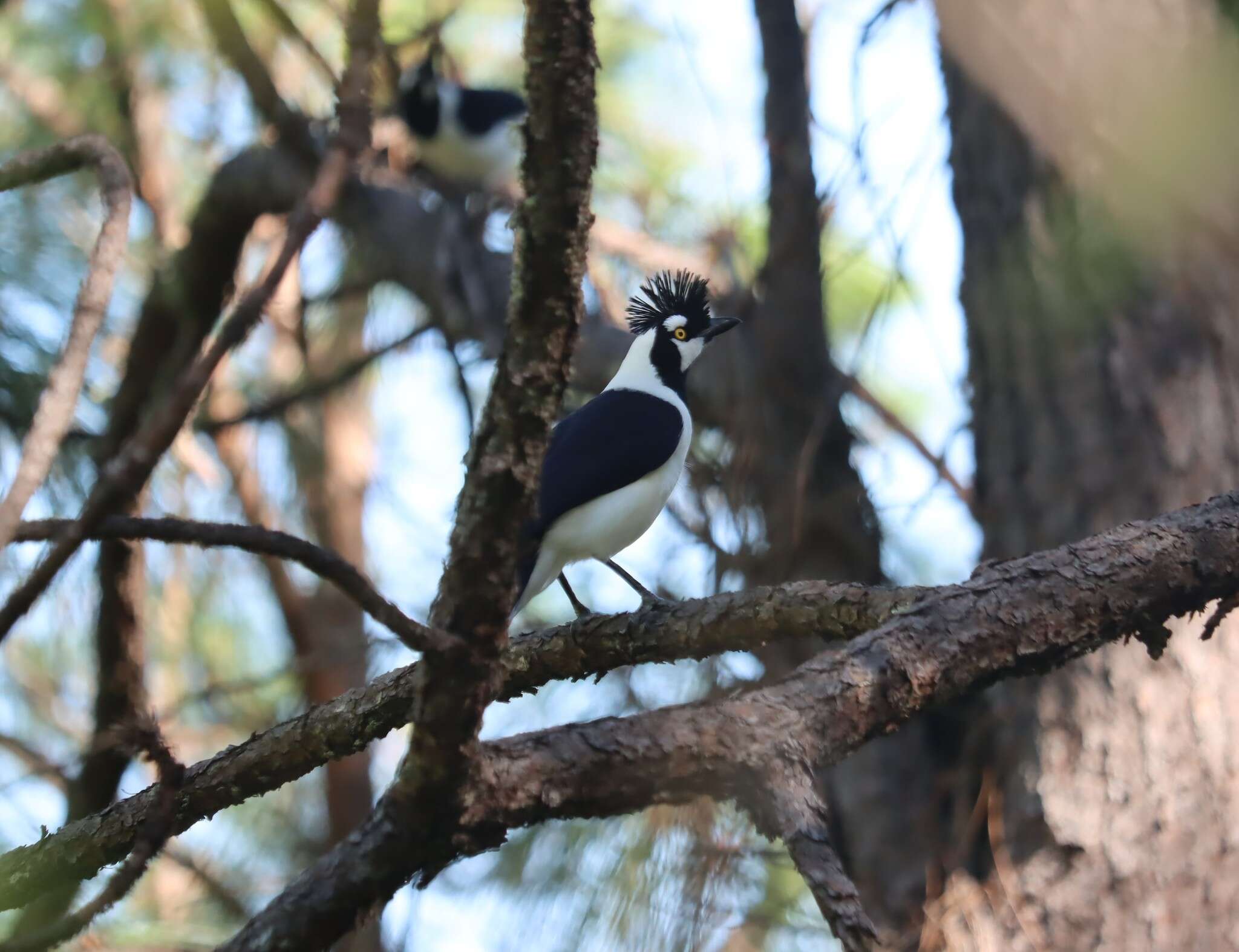 Imagem de Cyanocorax dickeyi Moore & RT 1935