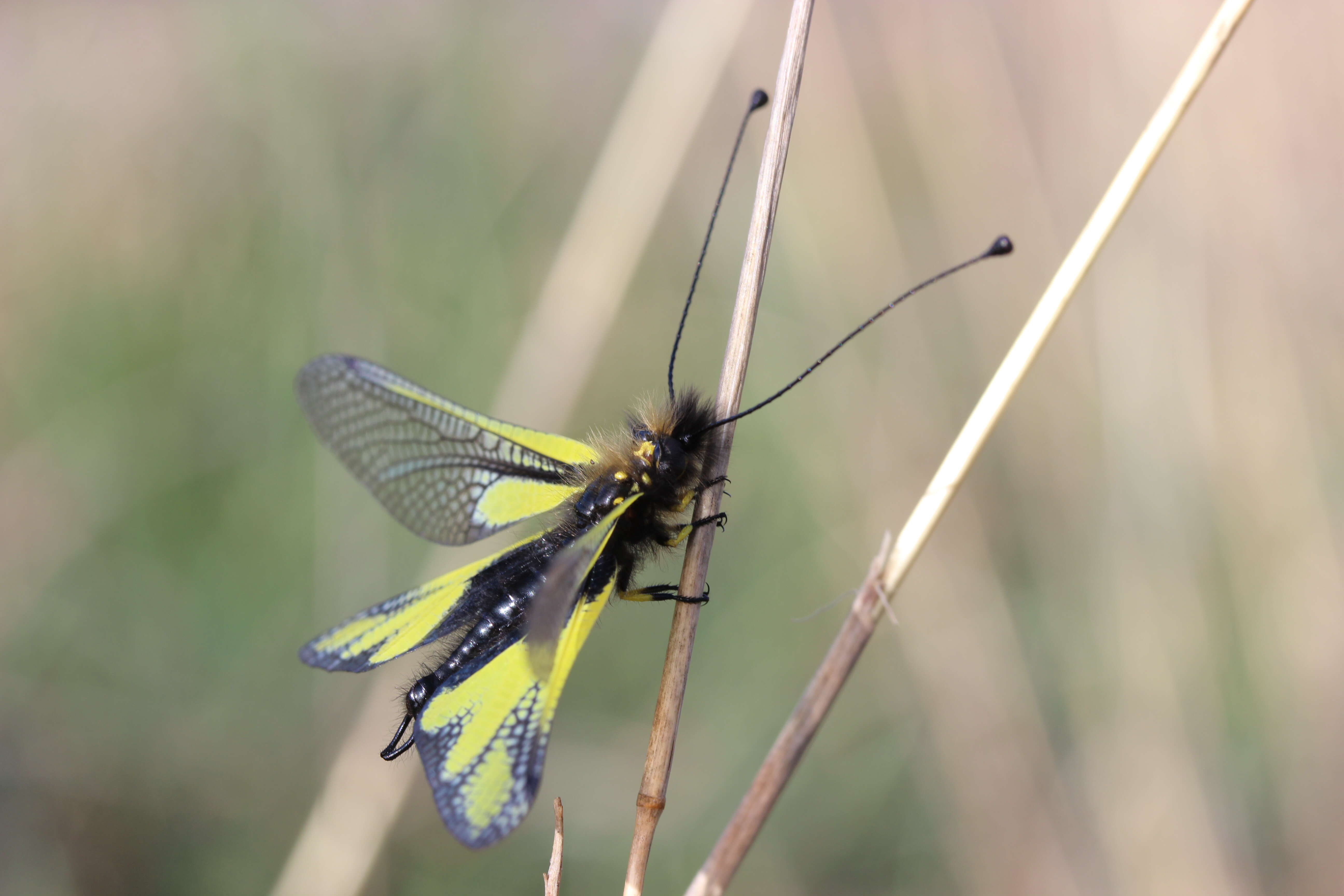 Image of Owly sulphur