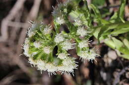 Image of Petasites albus (L.) Gaertn.