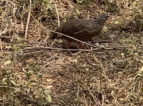 Image of Hildebrandt's Francolin