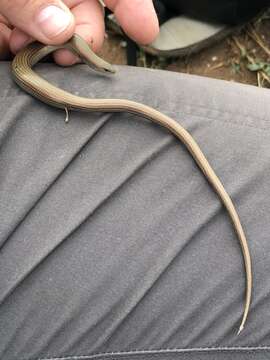 Image of Moroccan Three-toed Skink