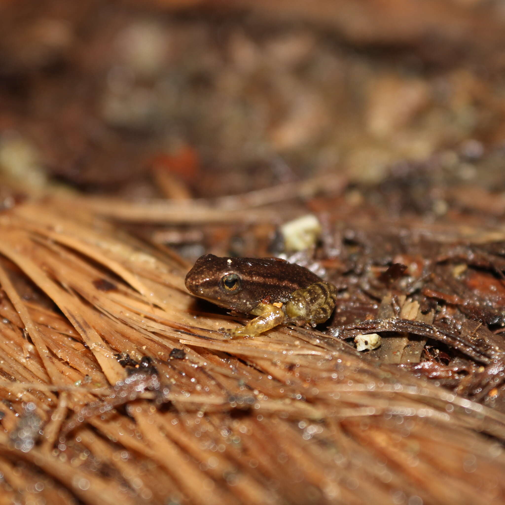 Image of Leucostethus brachistriatus (Rivero & Serna 1986)